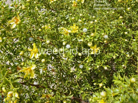 creosotebush